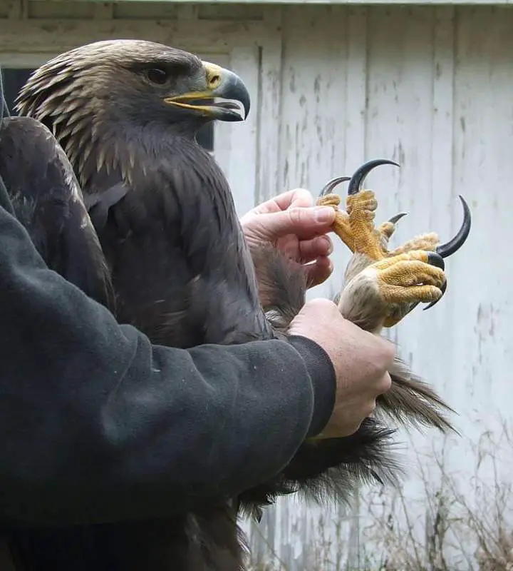 Golden eagle's claws are also spectacular.