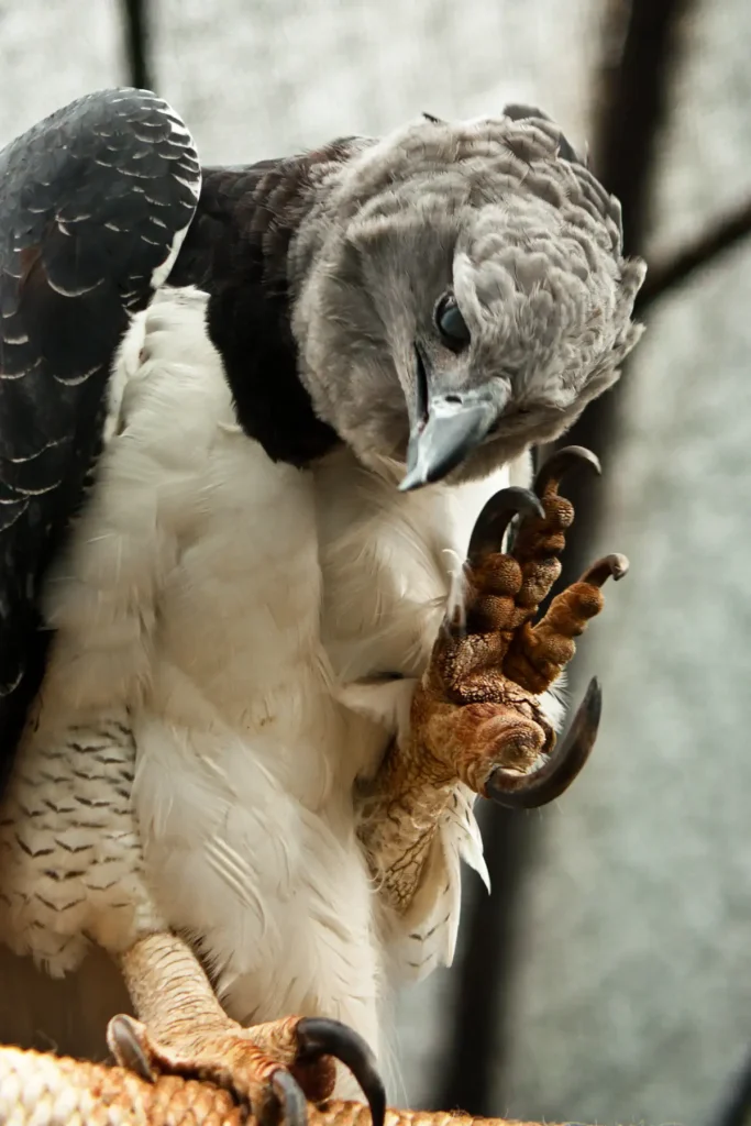 Harpy eagle claws
