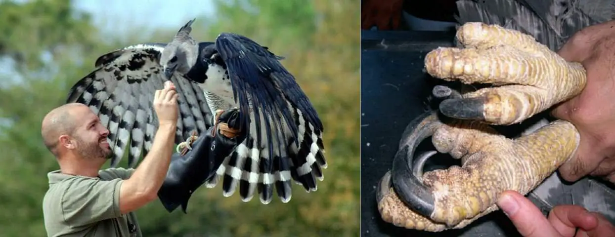 Harpy Eagle Foot