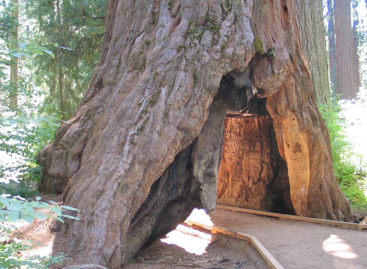 Recently lost natural wonders: The Pioneer Cabin Tree in 2006