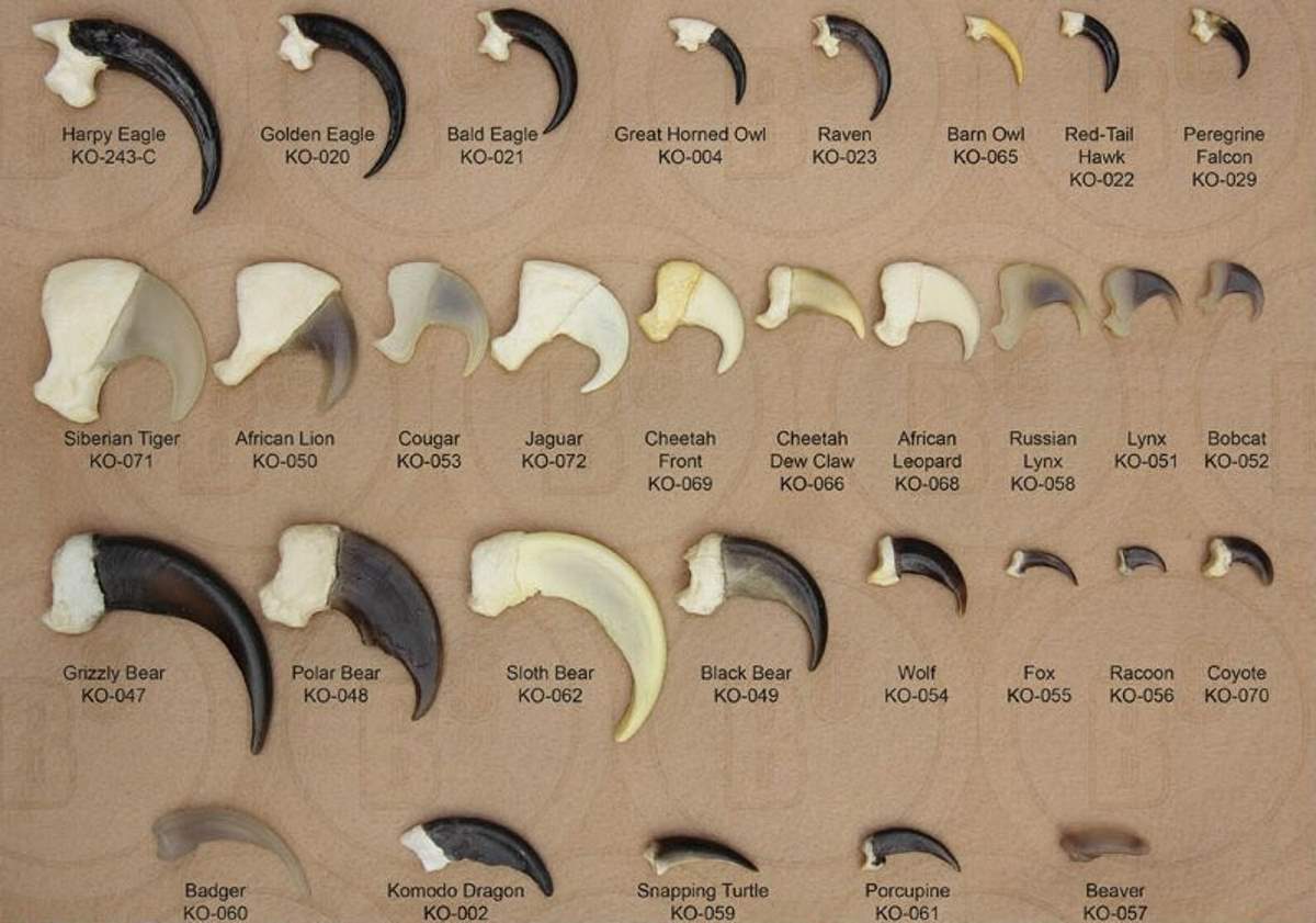 This chart compares some wild animals' claws