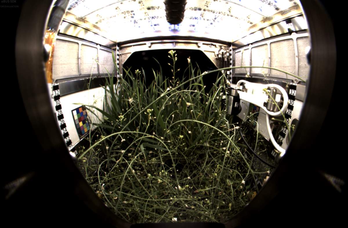 The first 8k video from space - Advanced Plant Habitat