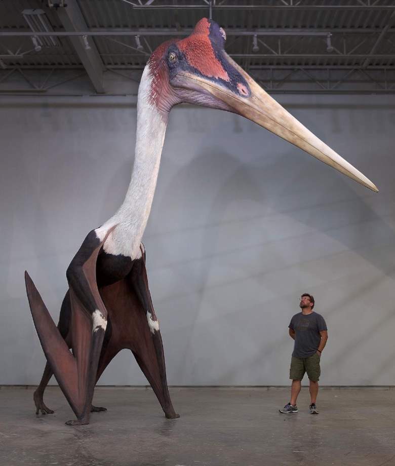 Top 15 Largest Birds In The World Our Planet