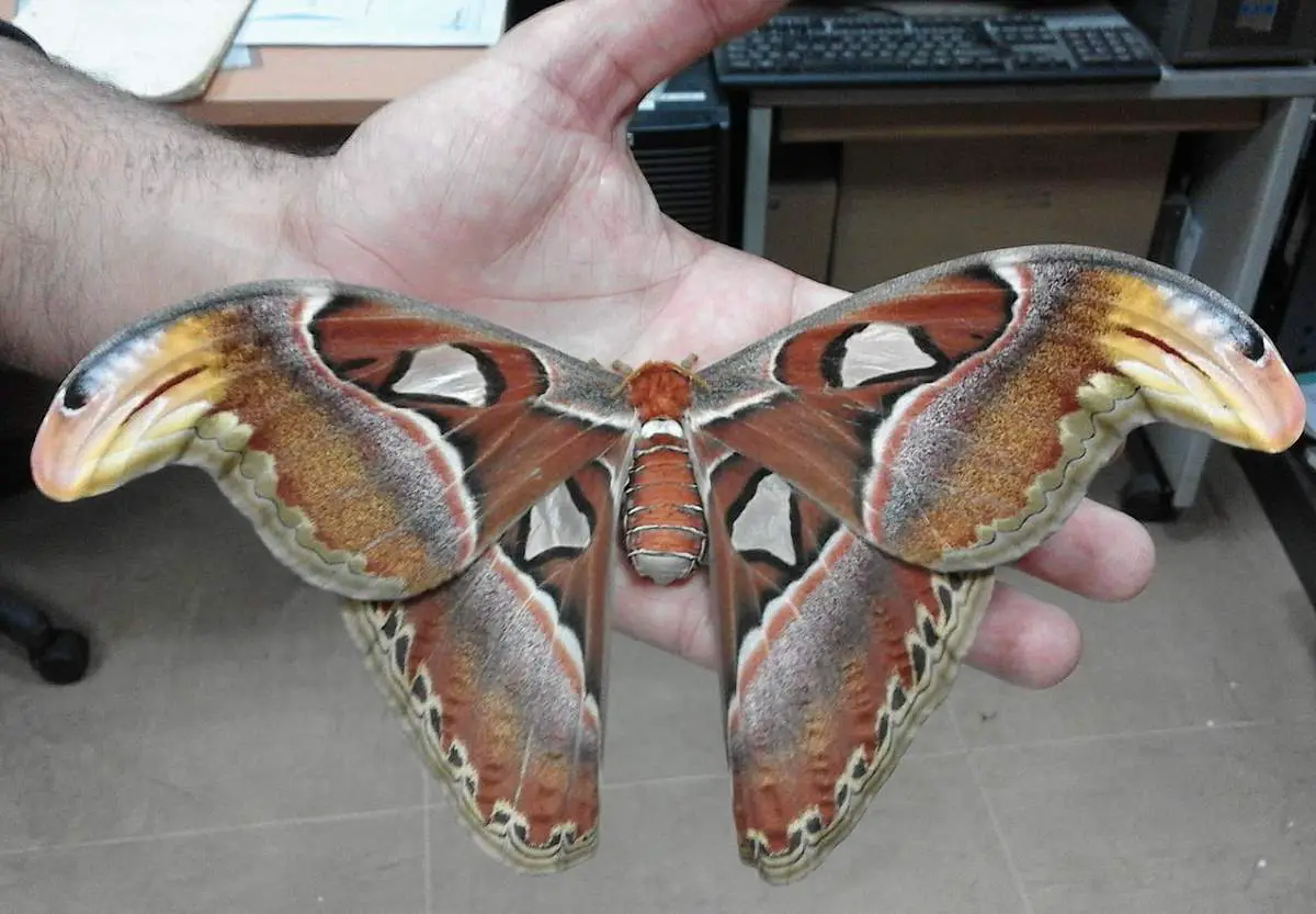 Attacus atlas (Atlas moly)