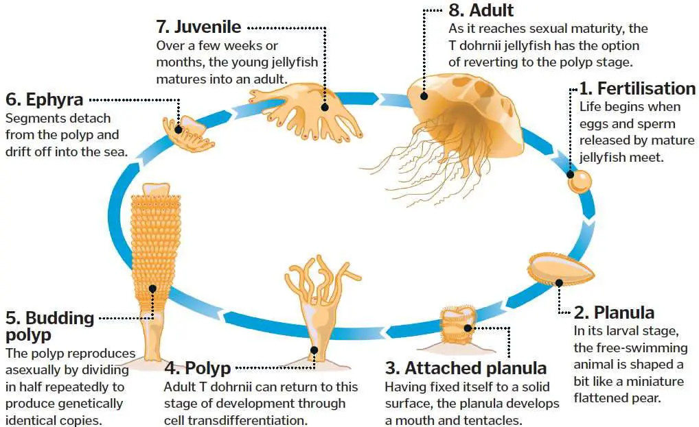 Life cycle of the Imortal Jellyfish