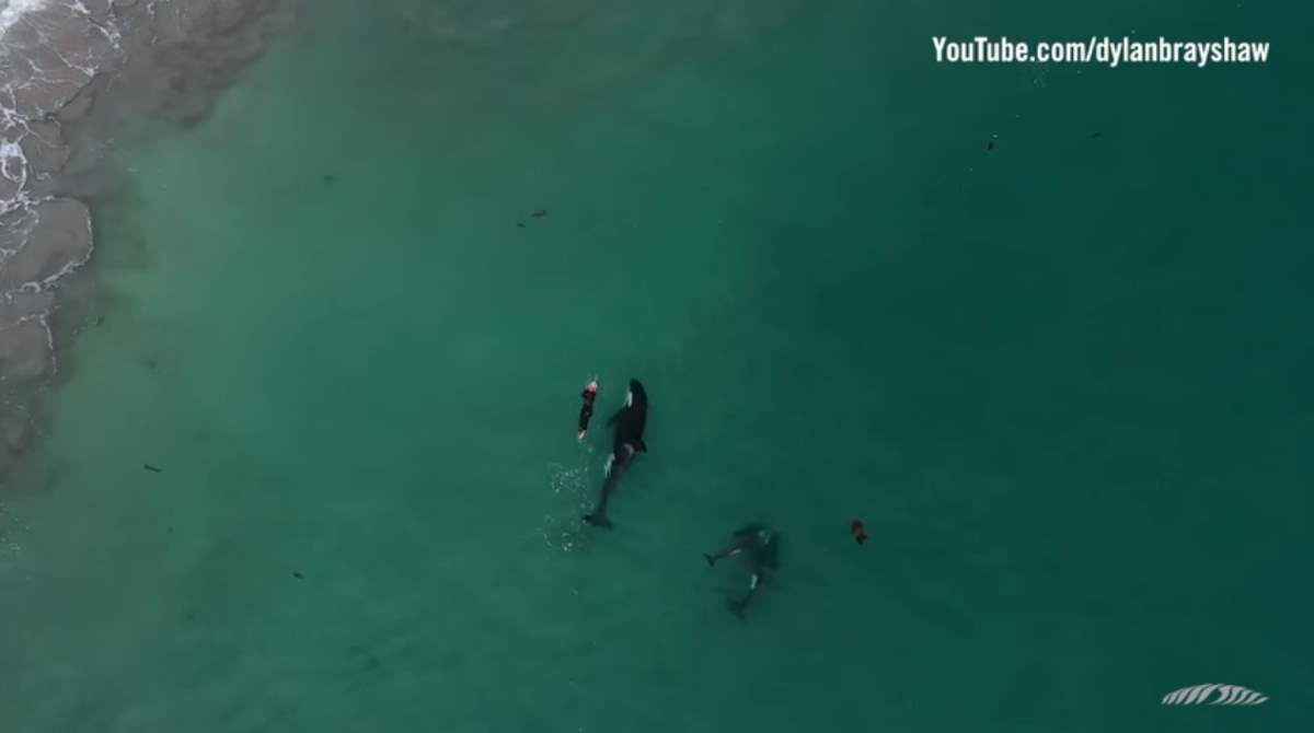 Orcas swimming around a woman (video) - Our Planet