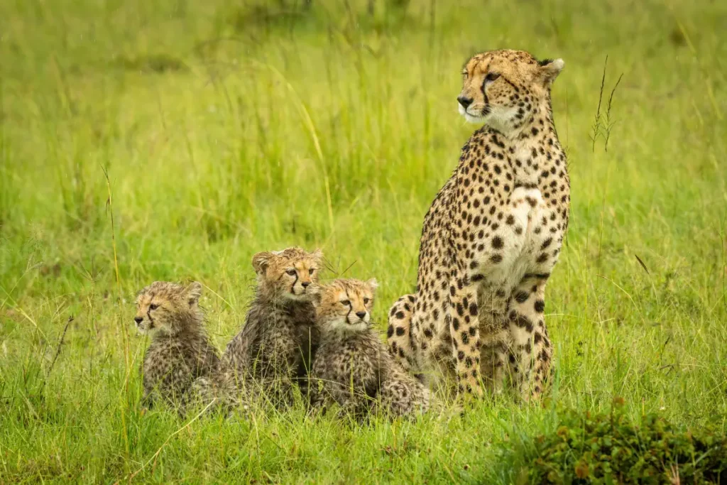 Cheetah facts: A mother cheetah with her cubs
