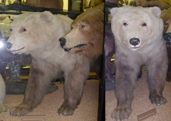 Grizzly bear / polar bear hybrid