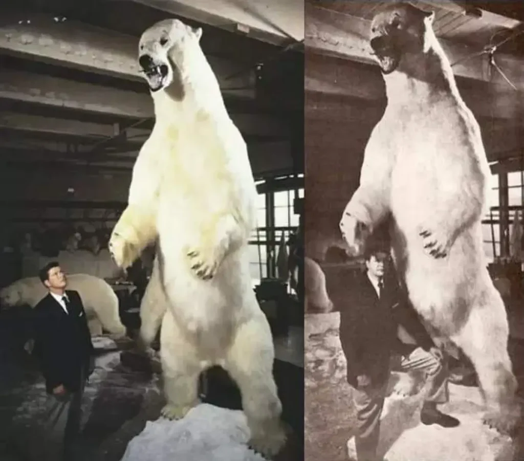 The largest polar bear ever recorded