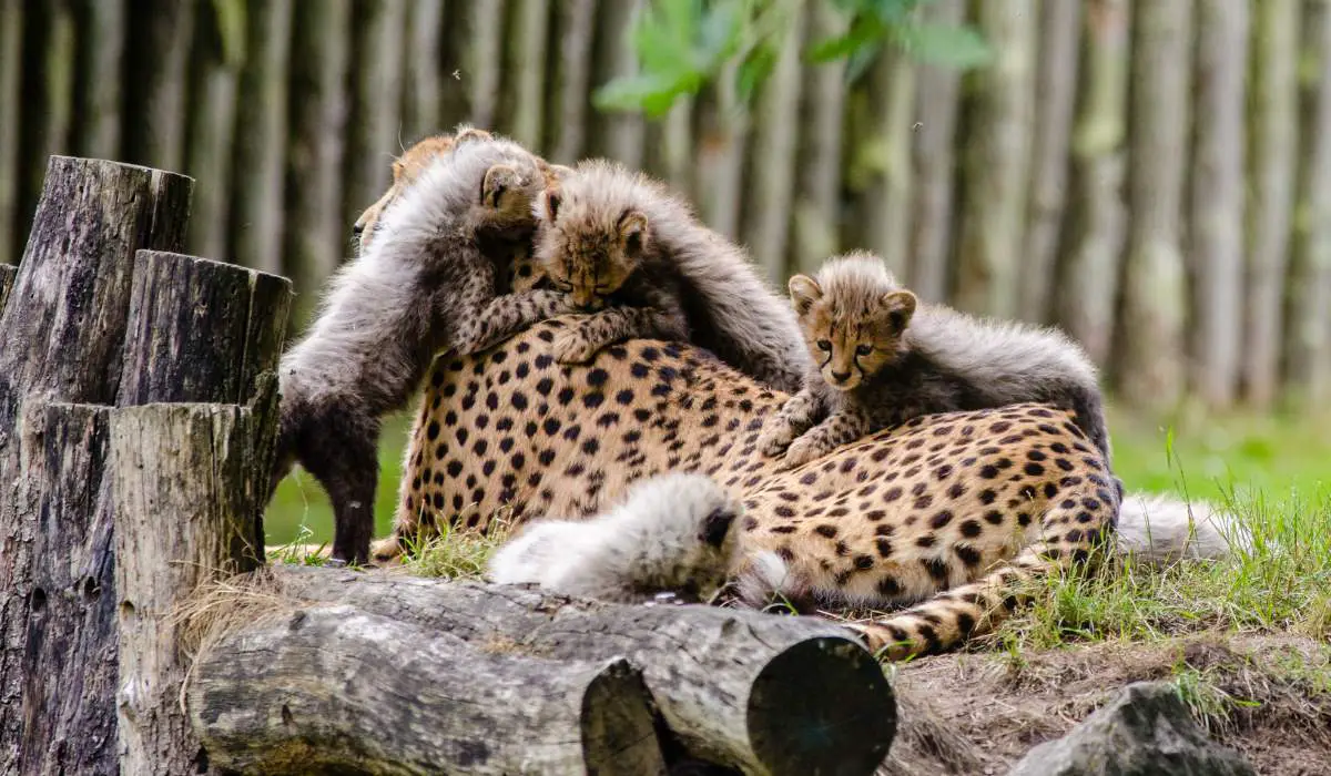 Cheetah facts: A mother cheetah and her cubs