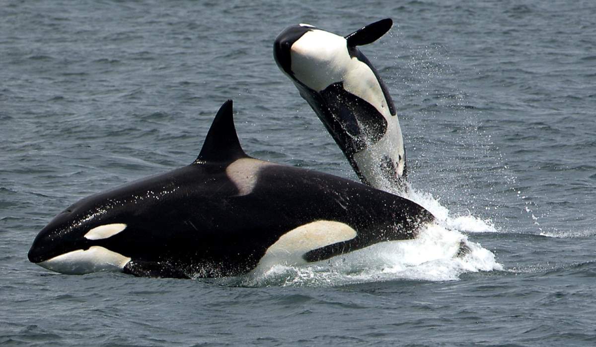 Orcas playing