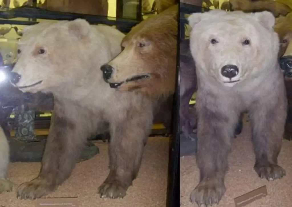 Pizzly bear or grolar bear (polar/grizzly hybrid)