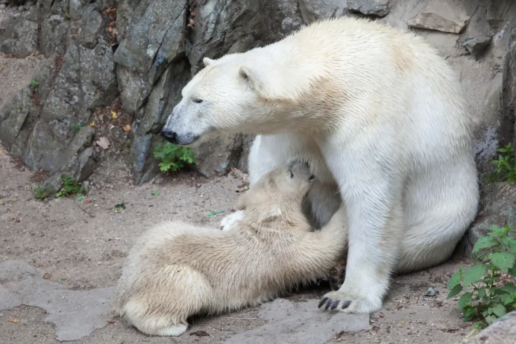 Polar bear facts: A polar bear is breastfeeding her cub