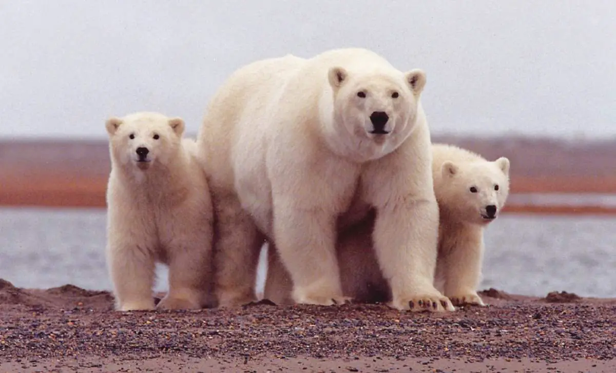 A polar bear mother and two cubs