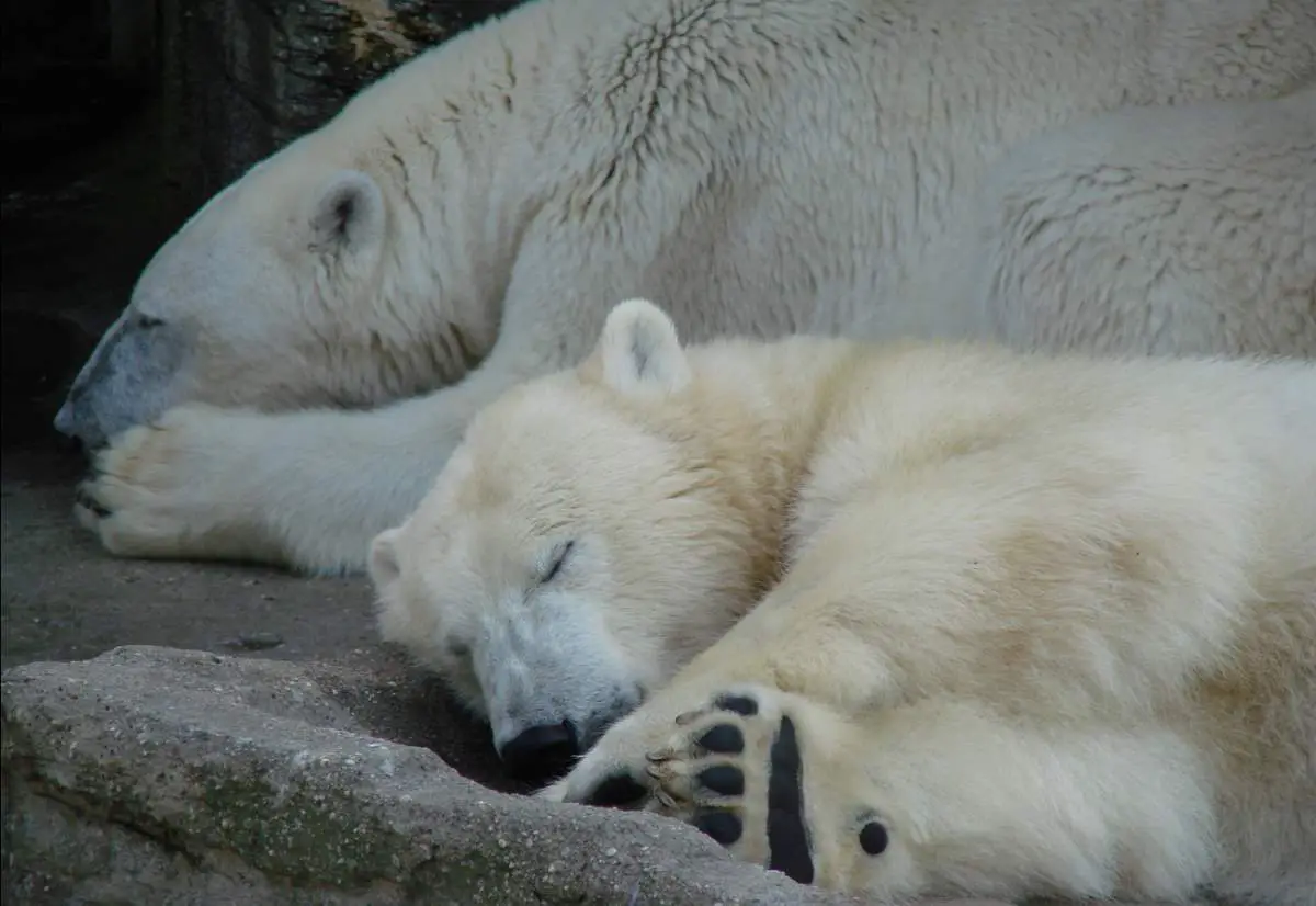 Two polar bears sleeping