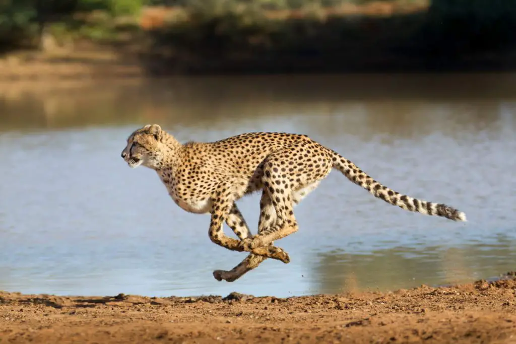 Cheetah facts: Cheetah running at full speed in South Africa (Acinonyx jubatus)