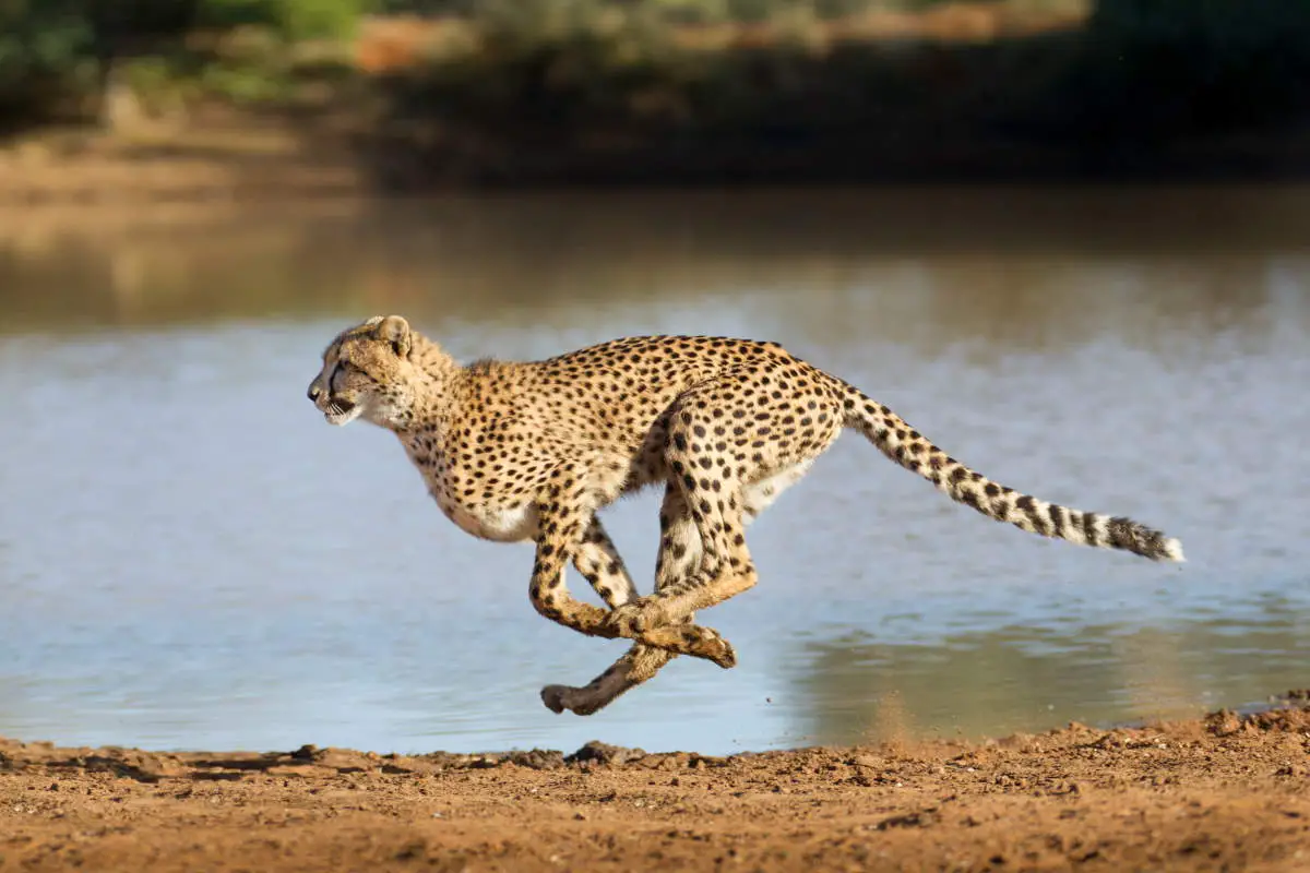 Cheetah running at full speed in South Africa (Acinonyx jubatus)