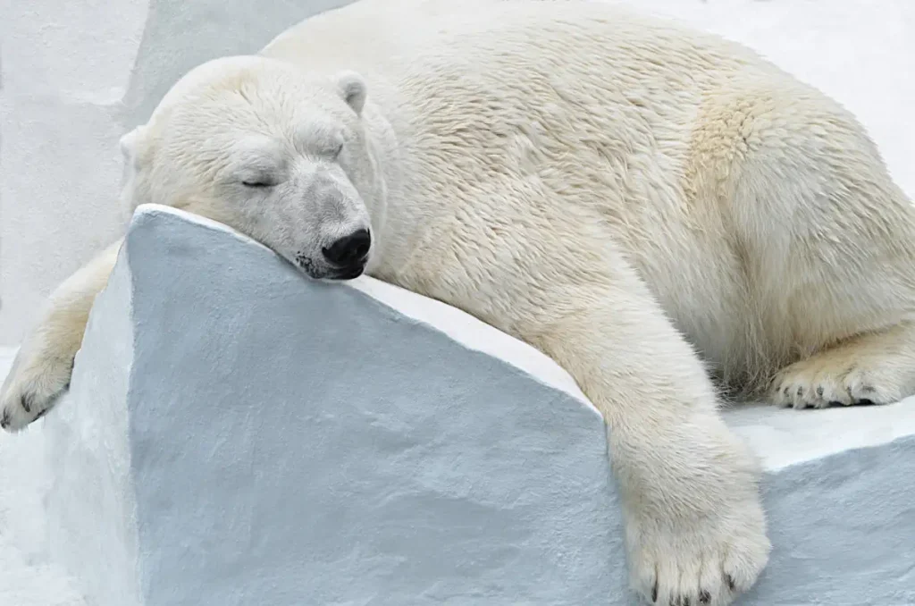 Polar bear facts: A sleeping polar bear