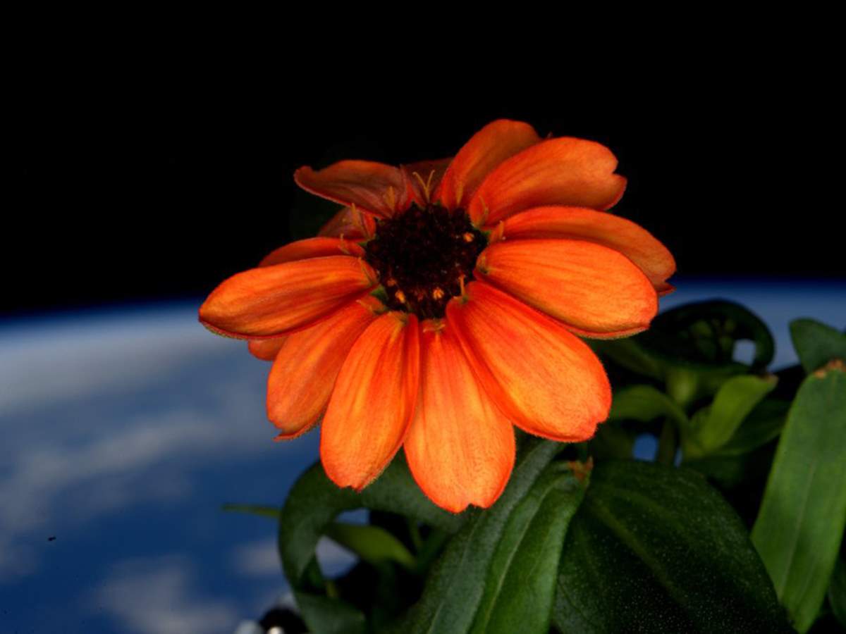 the first flower grown in space