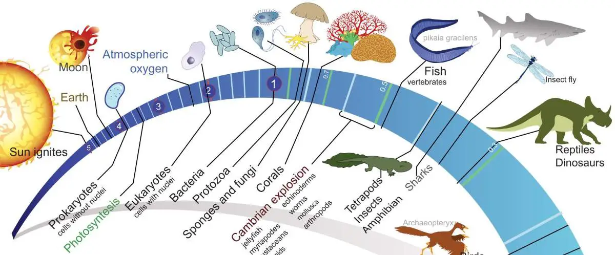 Timeline evolution of life (cropped)
