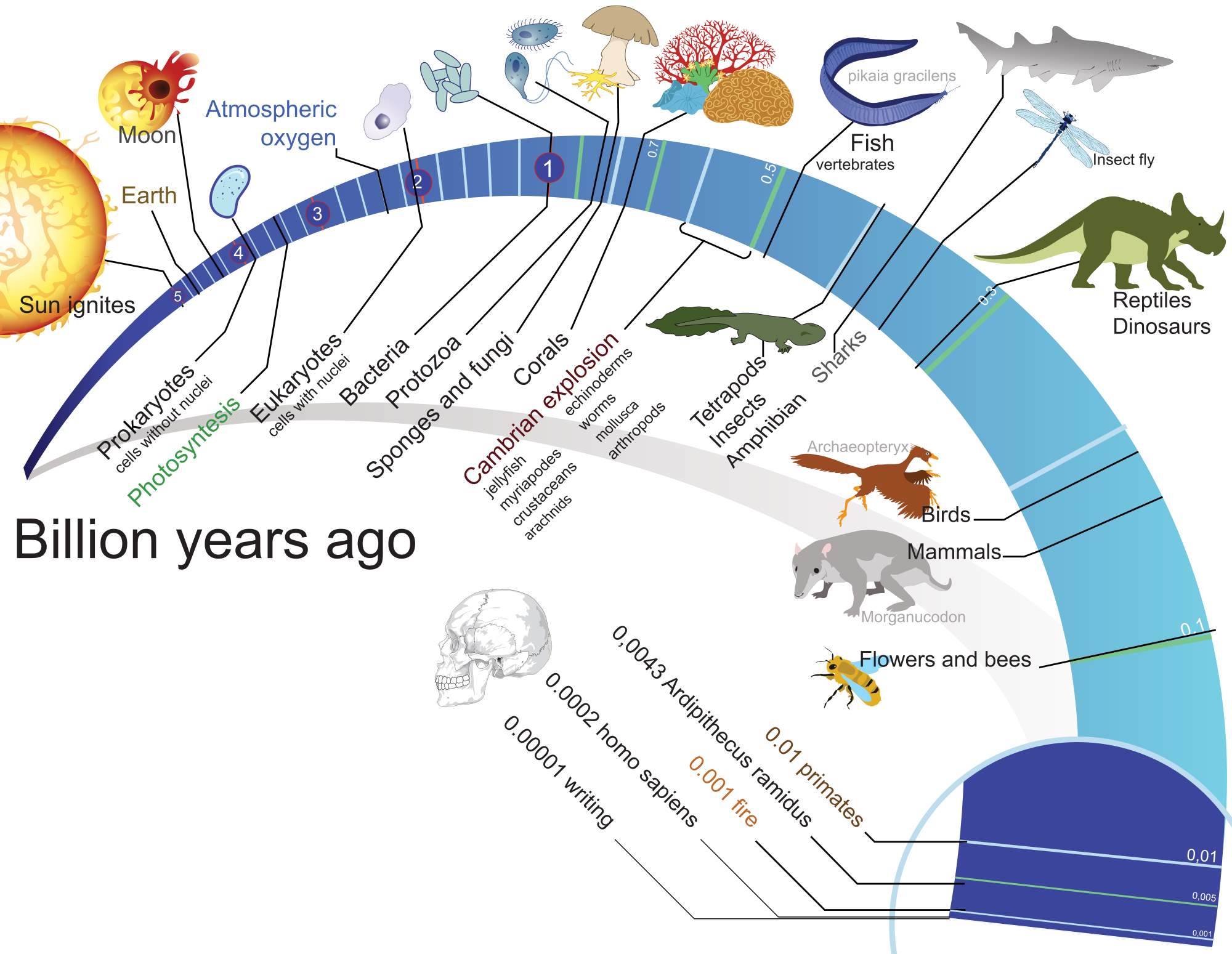 Just a theory? Timeline evolution of life