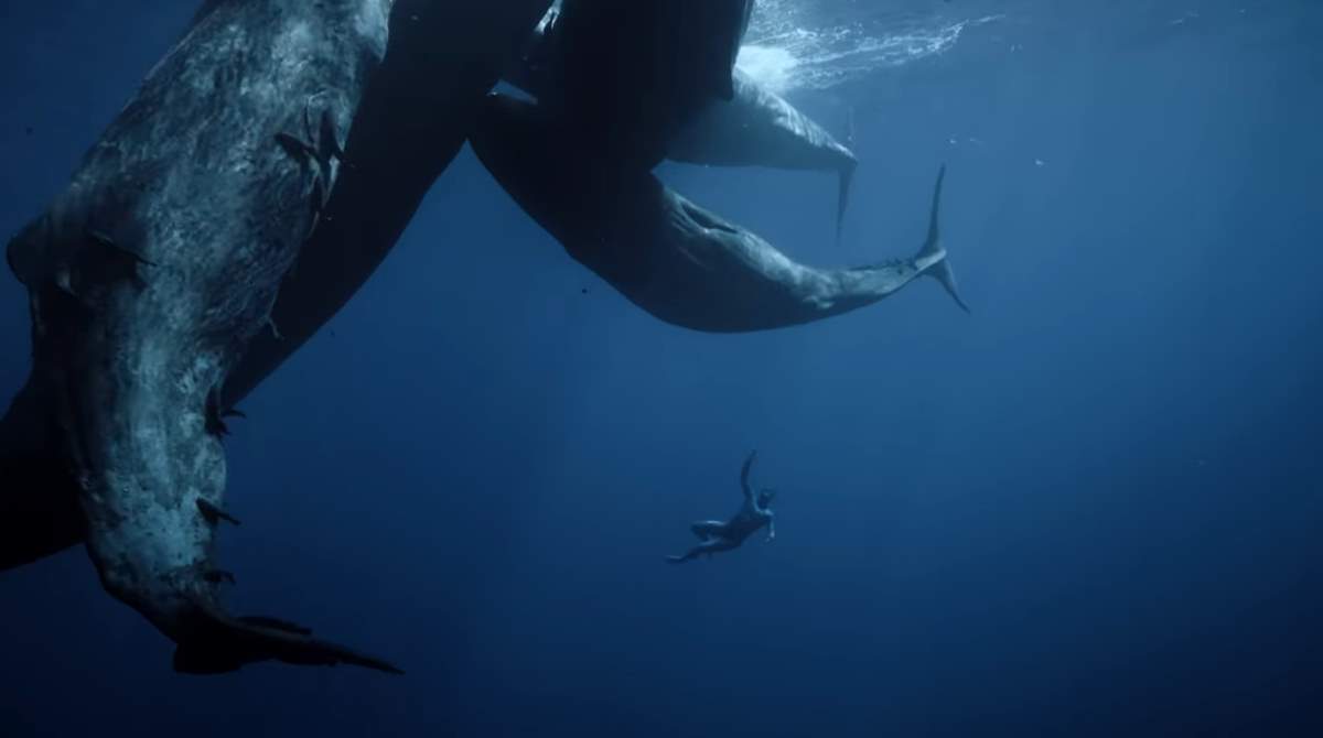 Amazing freediving video, One breath around the world - whales scene