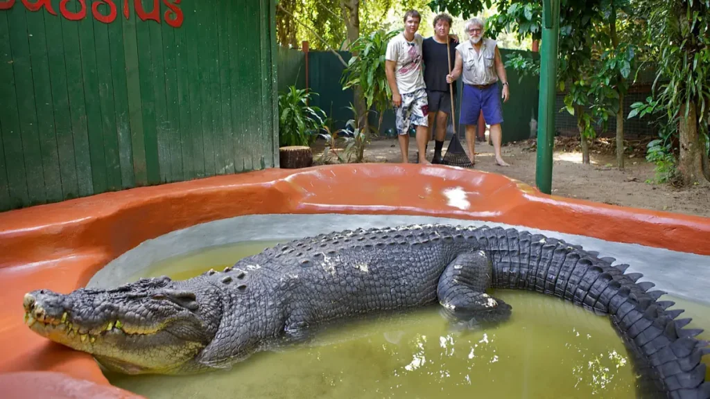 Largest crocodiles ever recorded: Cassius