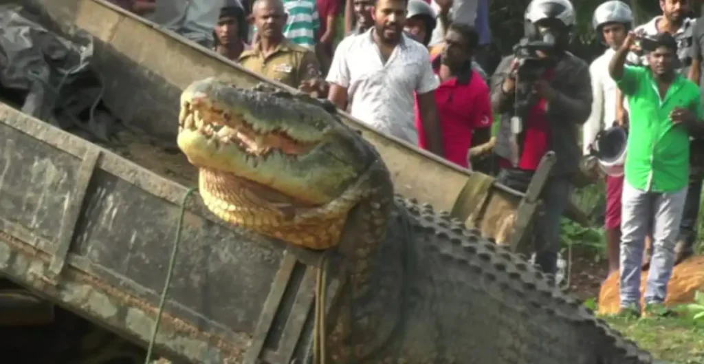 Largest crocodiles ever recorded: Matara crocodile