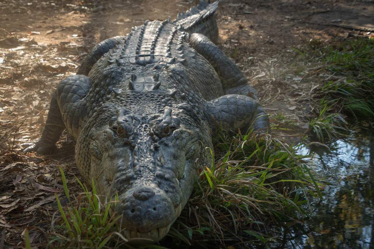 Crocodile Carries Her Hatchlings To The Water Amazing Up Close