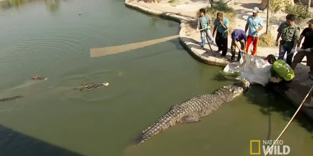 Largest crocodiles ever recorded: Yai, the hybrid Siamestuary crocodile