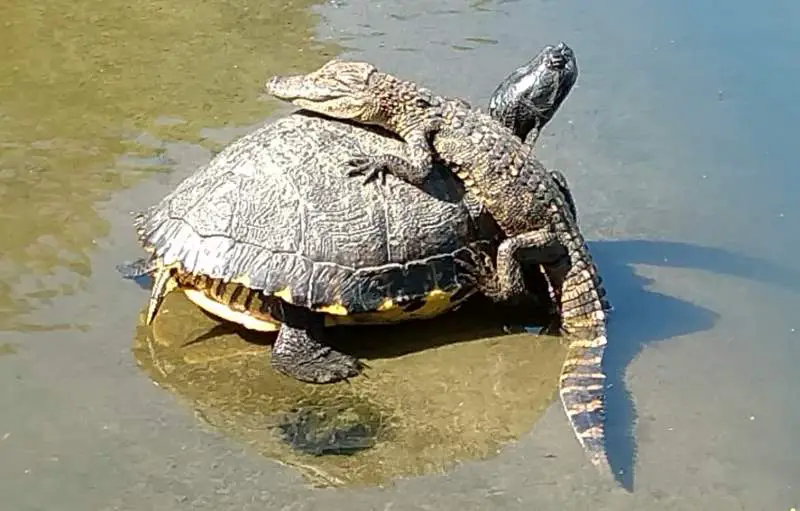 Alligator facts: a baby alligator riding a turtle