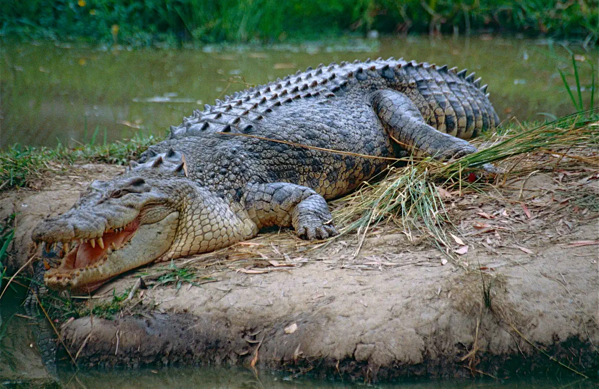 Largest crocodile: saltwater crocodile