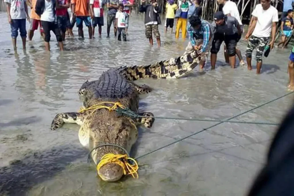Largest crocodiles ever recorded: Tawi-Tawi crocodile