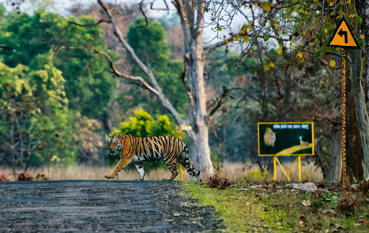 A tigress in the Indian state of Maharashtra, where Avni also lived and died.