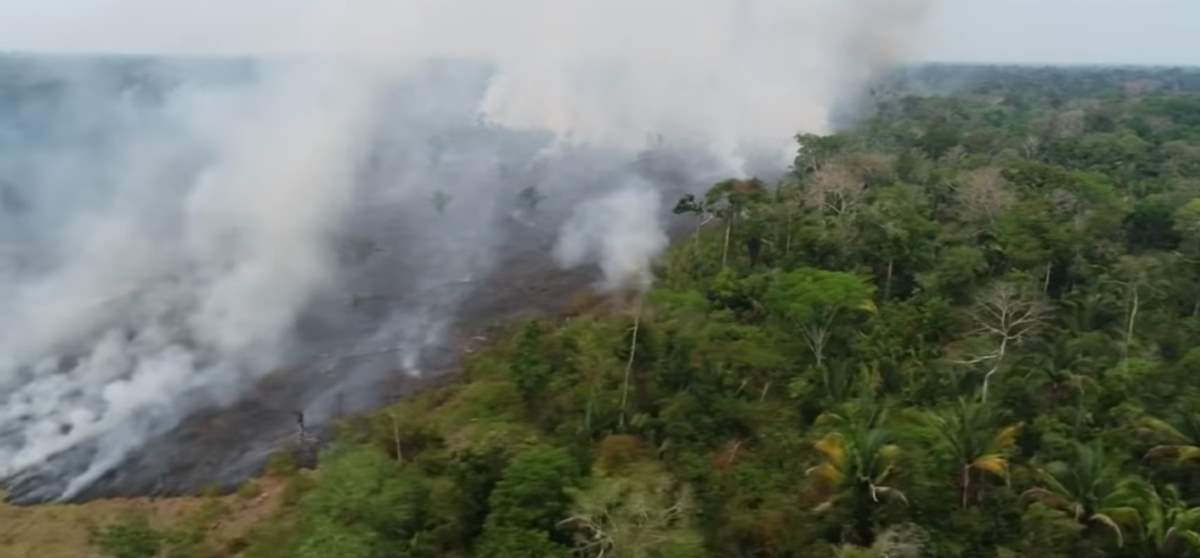 If We Lose The Amazon Rainforest The Consequences Would Be Disastrous Our Planet