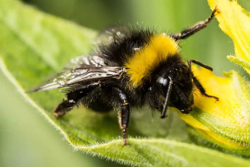 What would happen if bees went extinct? A bumblebee collecting nectar