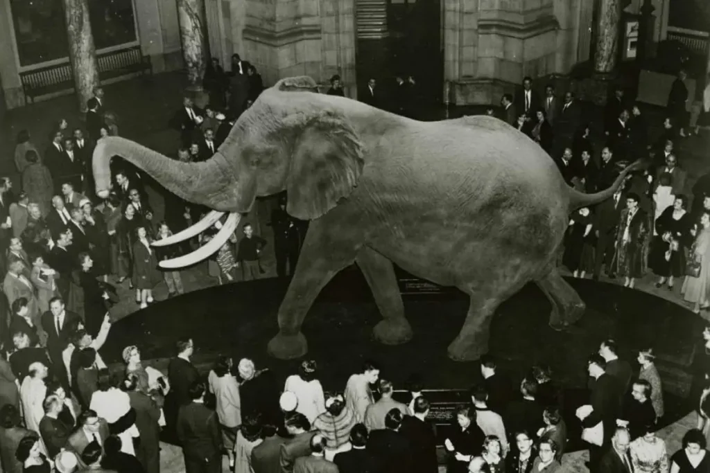 Elephant facts : Henry, the largest elephant ever measured