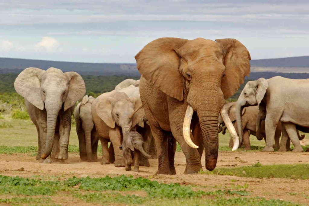 Elephant facts: Elephants live in herds. An African elephant herd led by a Magnificent Tusker bull