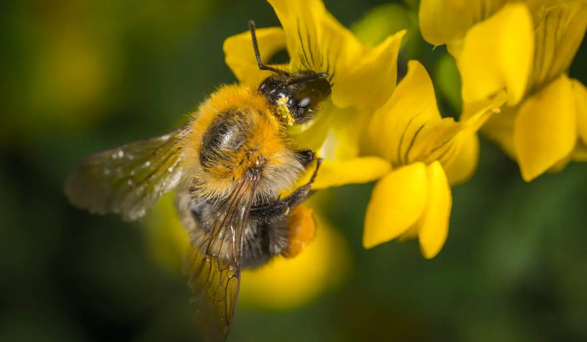 A bumblebee collecting nectar