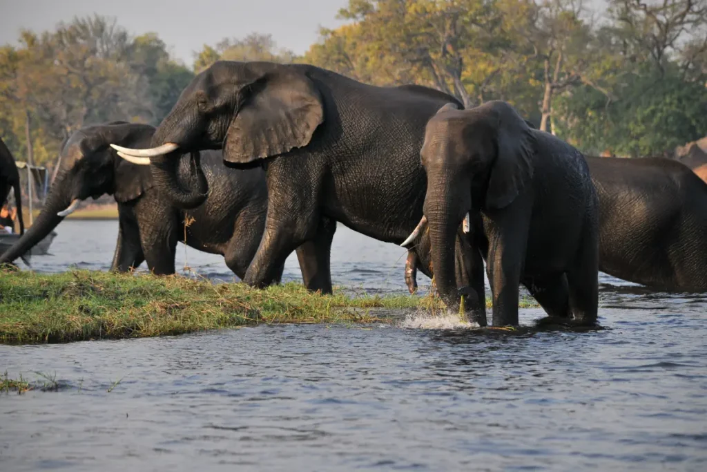 Elephants crossing a river in the Okavango Delta, Botswana
