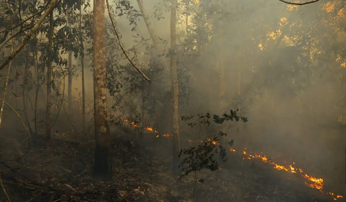 Amazon fire, August 2019