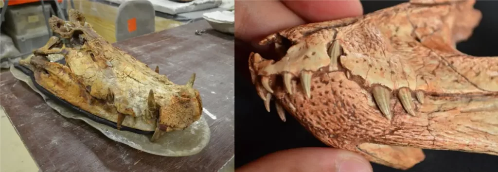 Climate change created today's large crocodiles - Kaprosuchus vs Gondwanasuchus skull comparison