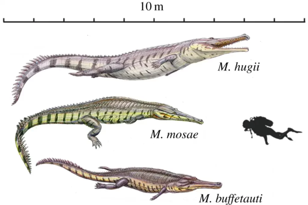 Climate change created large crocodiles: Machimosaurus illustration