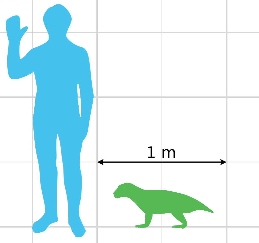 Simosuchus clarki compared to a human