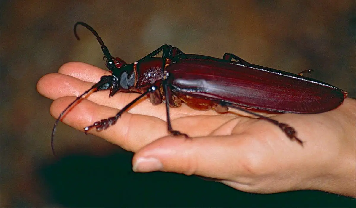 Biggest insects: Titan beetle (Titanus giganteus)
