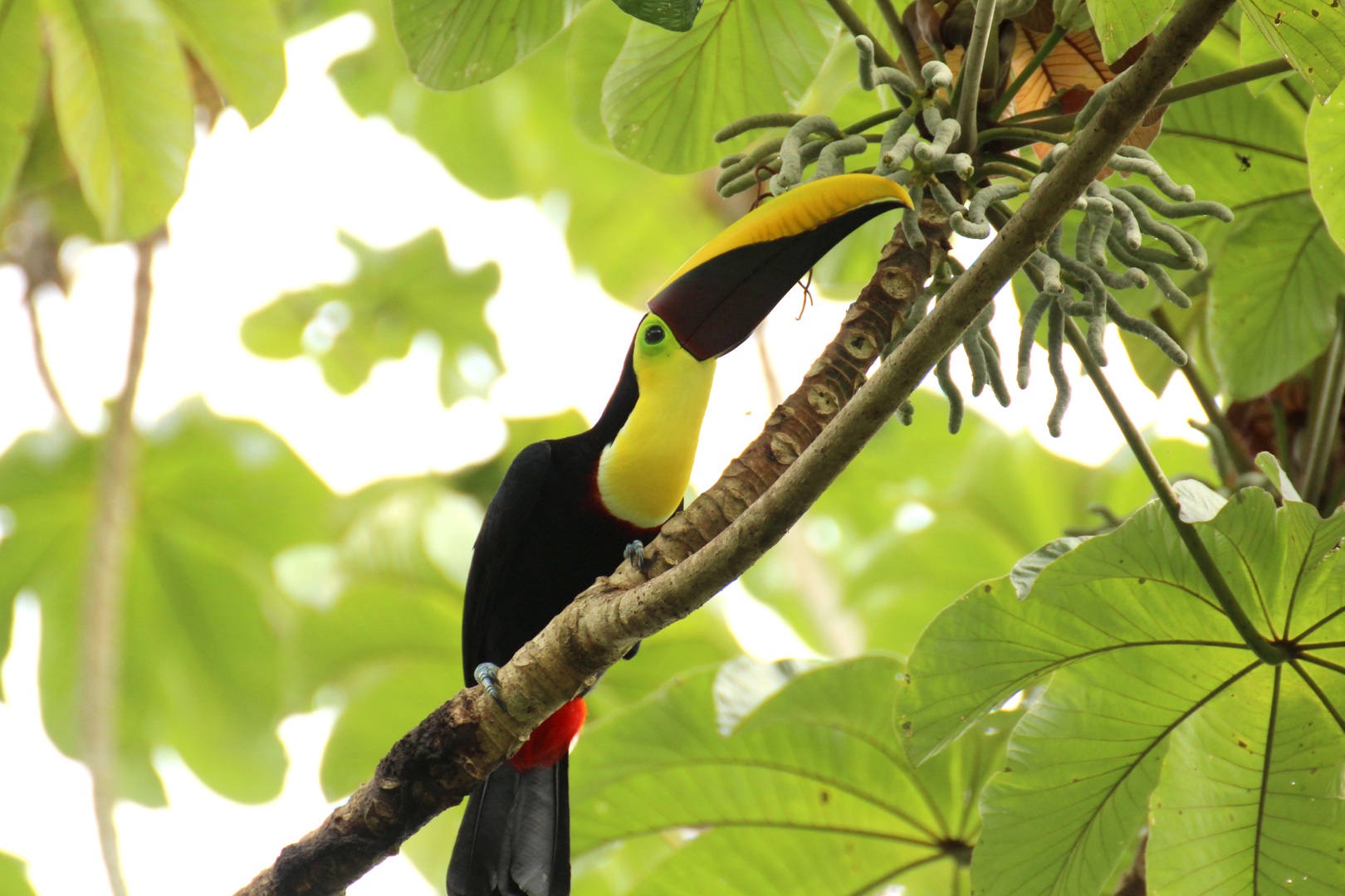 A toucan eating fruits