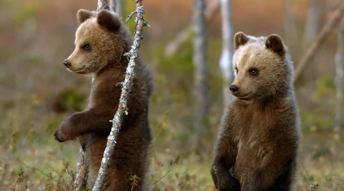 Two brown bear cubs