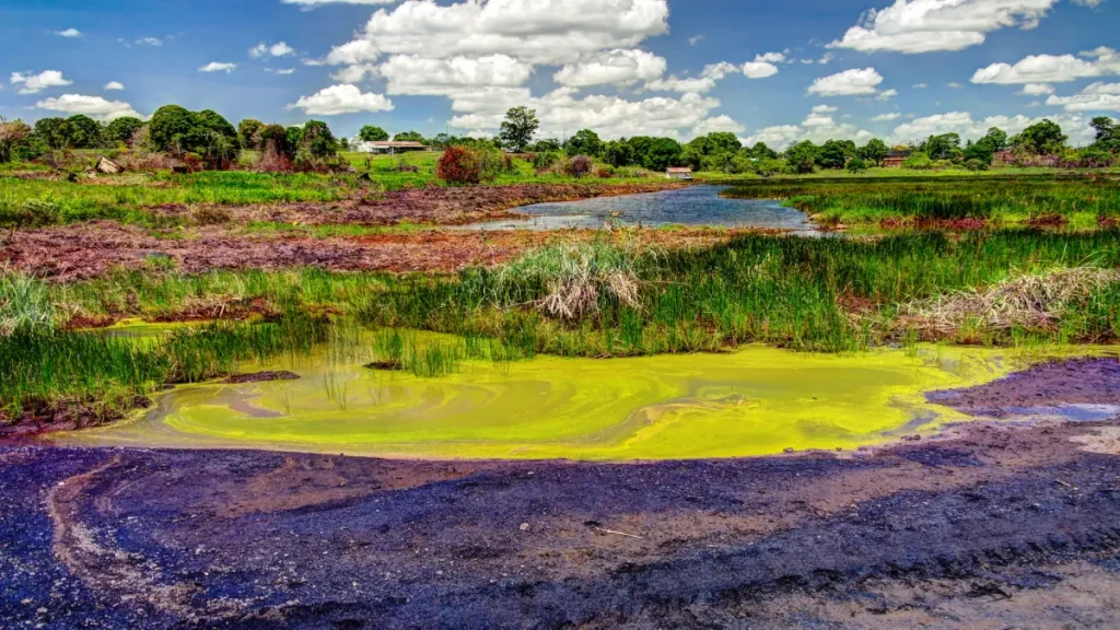 Most extreme places life can be found on Earth: Bitumen and asphalt Pitch lake in Trinidad island, the world's largest natural asphalt lake.