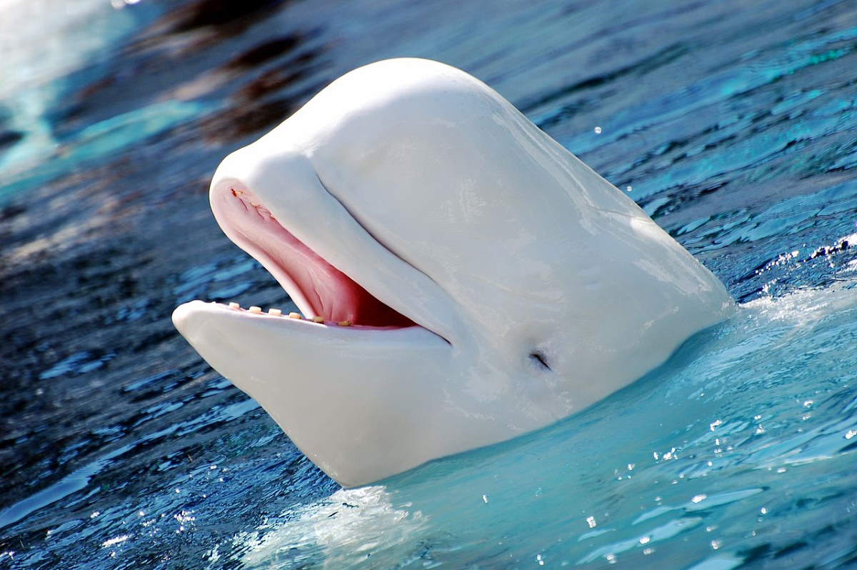 Beluga whale head