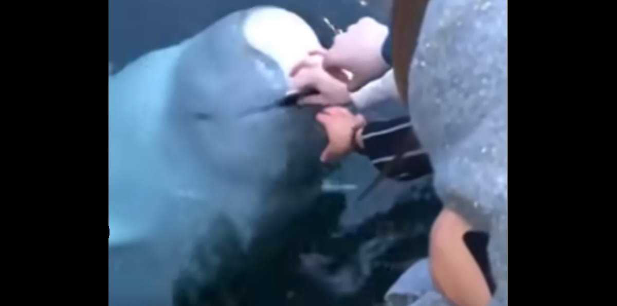 Angel Beluga whale saves an iPhone from the sea